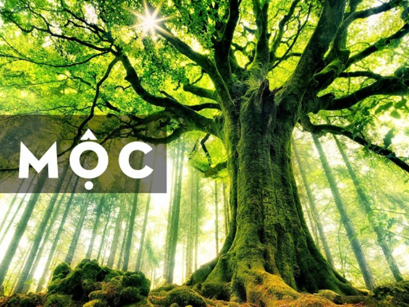 mệnh mộc sinh năm nào