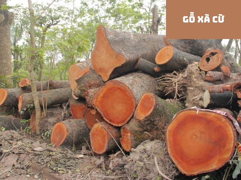Gỗ xà cừ là gì