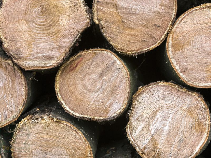 đặc điểm của gỗ nhóm 1