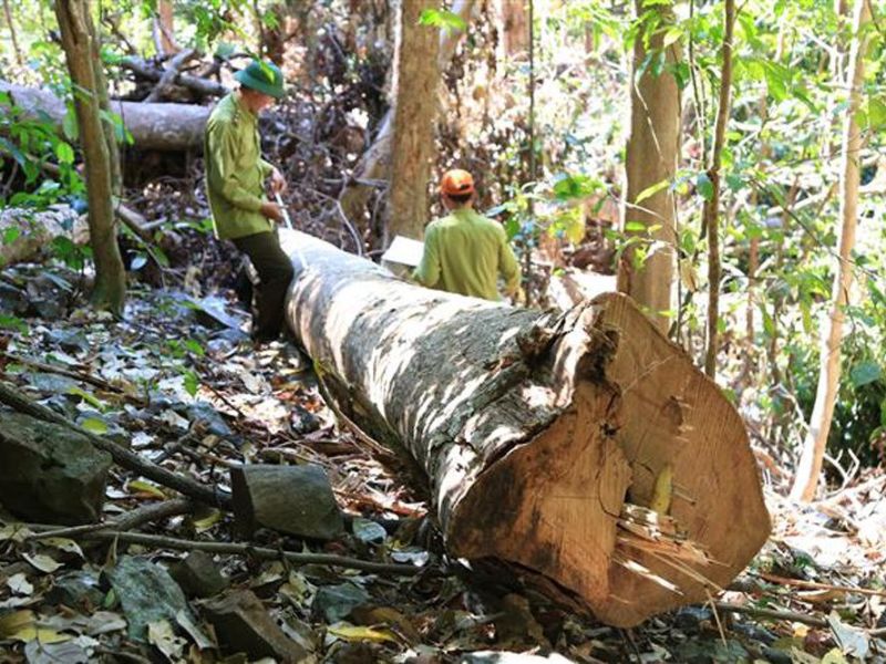khai thác gỗ tự nhiên nhóm 1