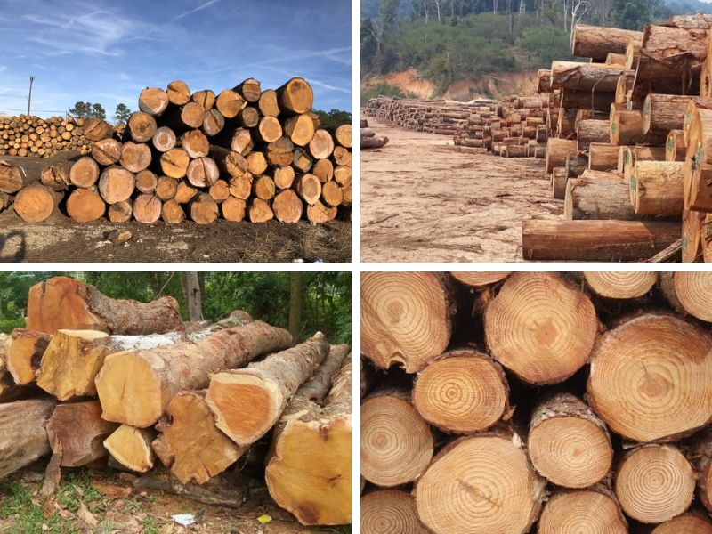 các loại gỗ nhóm 4