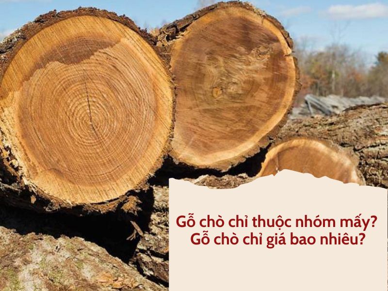 gỗ chò chỉ thuộc nhóm mấy