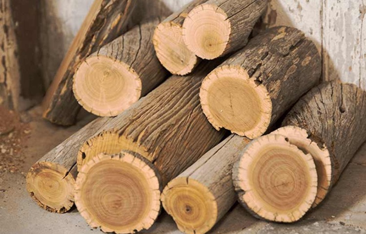 gỗ dổi có tốt không