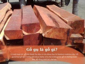 gỗ gụ là gỗ gì