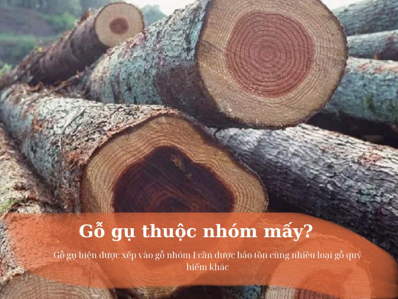 gỗ gụ thuộc nhóm mấy
