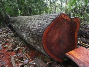 gỗ lim thuộc nhóm mấy