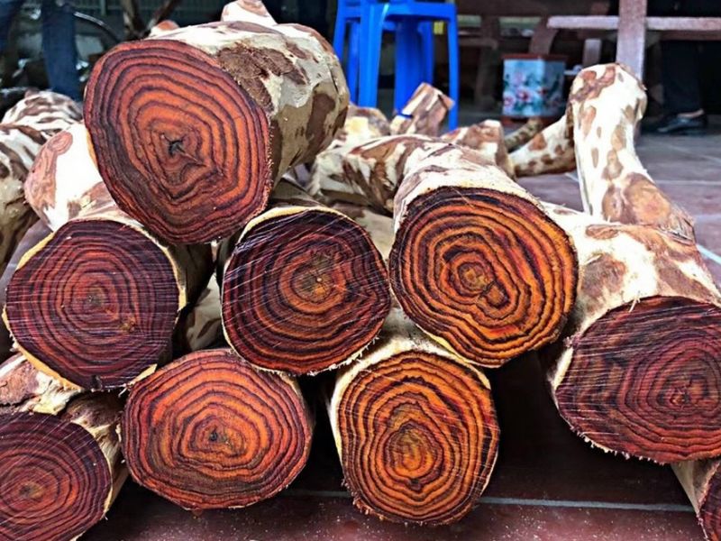 gỗ sưa giá bao nhiêu