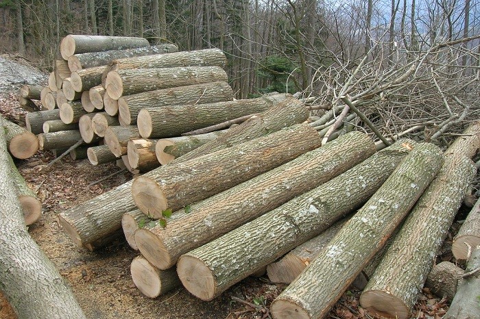 gỗ tần bì nhóm mấy