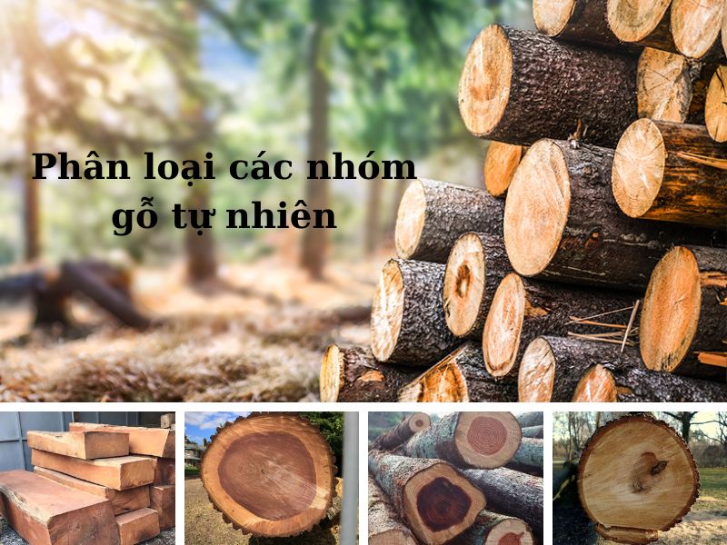 phân loại các nhóm gỗ