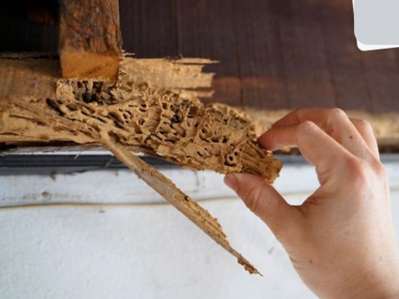 khắc phục gỗ xà cừ mối mọt