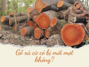 gỗ xà cừ có bị mối mọt không