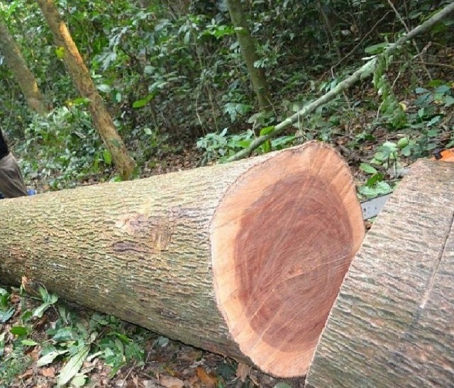 gỗ xoan đào thuộc nhóm mấy