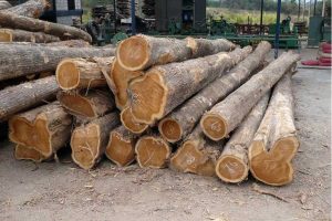 gỗ xoan đào có bị mối mọt không