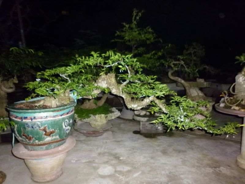 các dáng cây bonsai