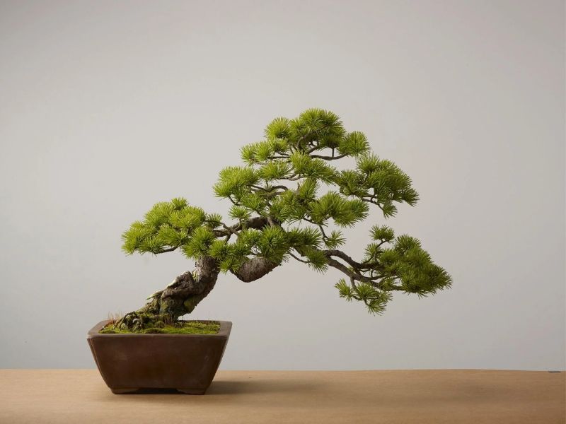 các dáng cây bonsai