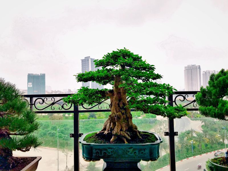 các dáng cây bonsai