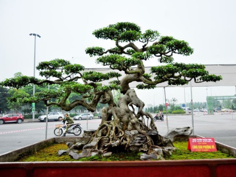 các dáng cây bonsai