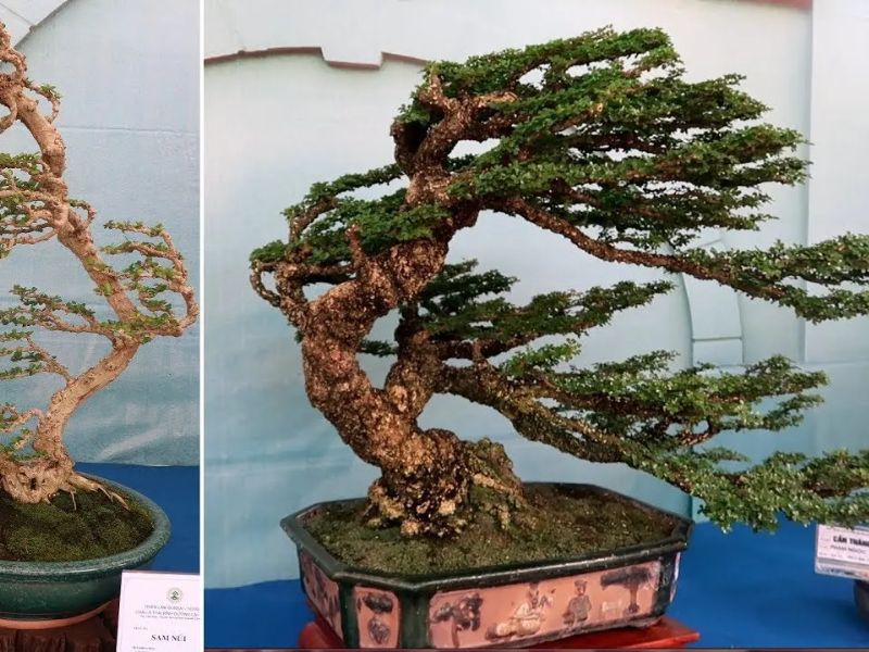 các dáng cây bonsai