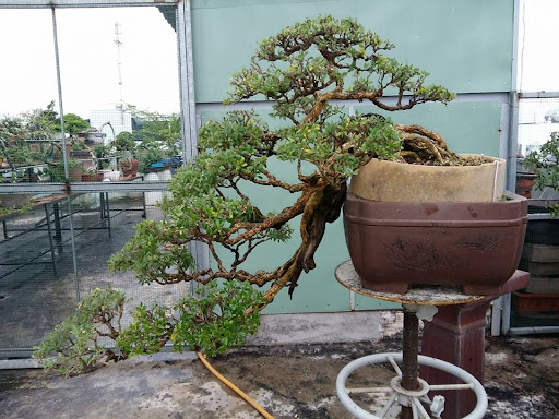 các dáng cây bonsai