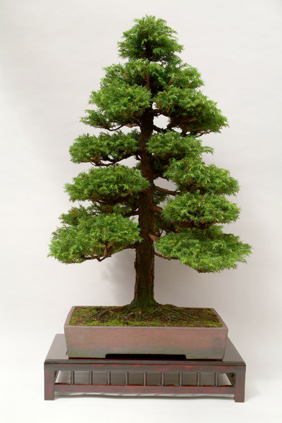 các dáng cây bonsai