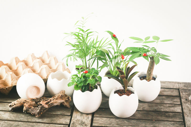 chậu tiểu cảnh mini