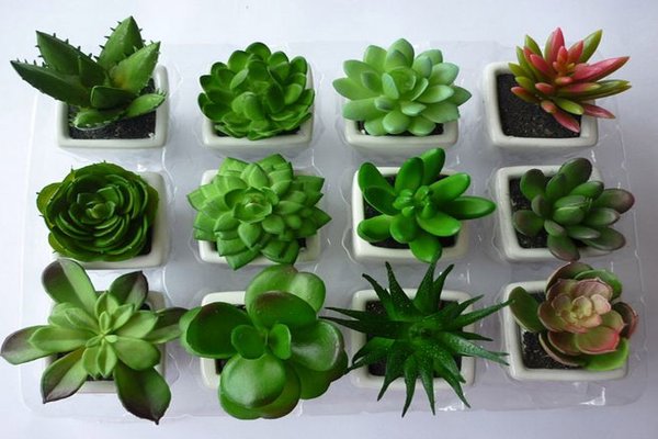 chậu tiểu cảnh mini