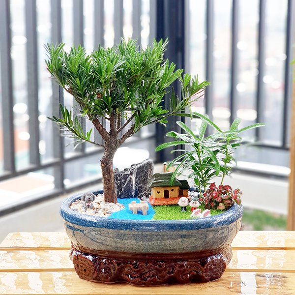 chậu tiểu cảnh mini
