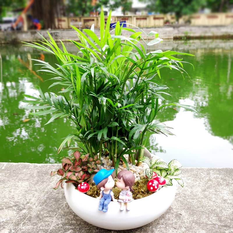 chậu tiểu cảnh mini