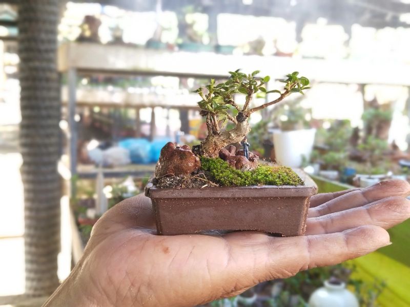 hướng dẫn làm tiểu cảnh mini