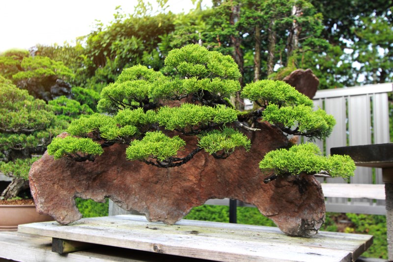 thiết kế tiểu cảnh sân vườn biệt thự