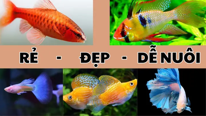 Bể Cá Cảnh Đẹp Giá Rẻ