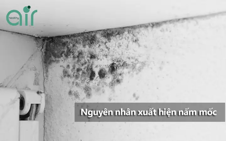 Cách Chống Ẩm Mốc Trong Phòng Ngủ Cách Chống Ẩm Mốc Trong Phòng Ngủ