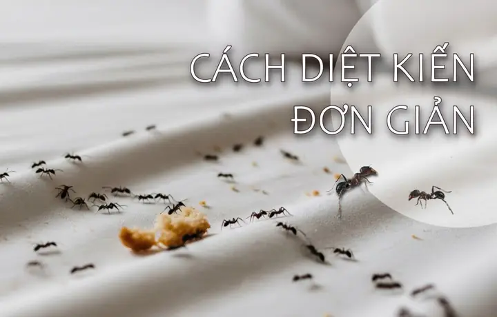 Cách Diệt Kiến Riện Trên Giường Cách Diệt Kiến Riện Trên Giường