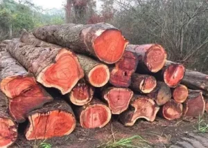 Cách Nhận Biết Gỗ Cẩm Lai