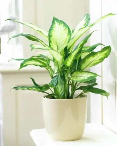 Cây Để Phòng Ngủ Tốt Cho Sức Khỏe Cây Để Phòng Ngủ Tốt Cho Sức Khỏe
