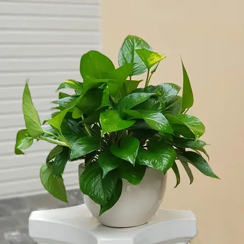 Cây Để Phòng Ngủ Tốt Cho Sức Khỏe Cây Để Phòng Ngủ Tốt Cho Sức Khỏe
