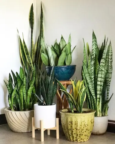 Cây Để Phòng Ngủ Tốt Cho Sức Khỏe Cây Để Phòng Ngủ Tốt Cho Sức Khỏe