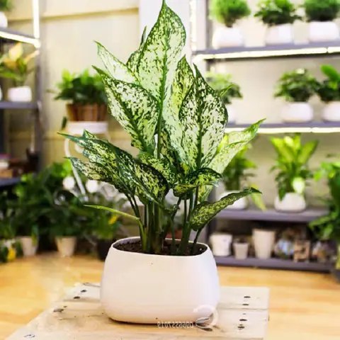 Cây Để Trong Nhà Tốt Cho Sức Khỏe