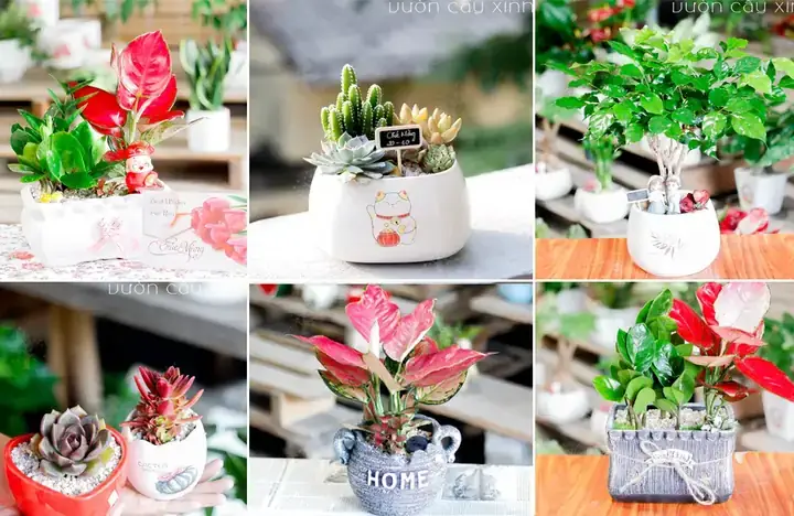 Cây Hợp Tuổi Đinh Mão Cây Hợp Tuổi Đinh Mão