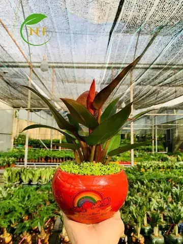 Cây Hợp Tuổi Đinh Mão Cây Hợp Tuổi Đinh Mão