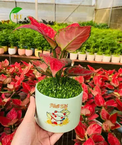 Cây Hợp Tuổi Đinh Mão Cây Hợp Tuổi Đinh Mão