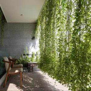 Cây Leo Cho Nhà Hướng Tây
