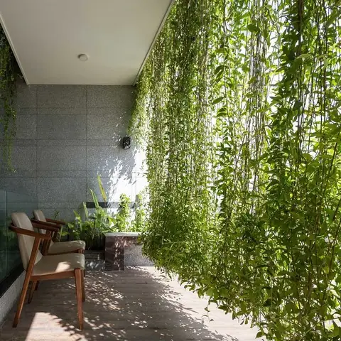 Cây Leo Cho Nhà Hướng Tây
