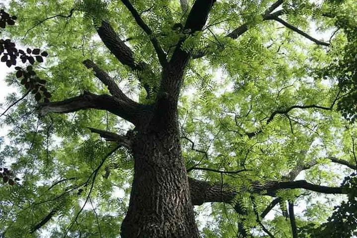 Cây Óc Chó Lấy Gỗ