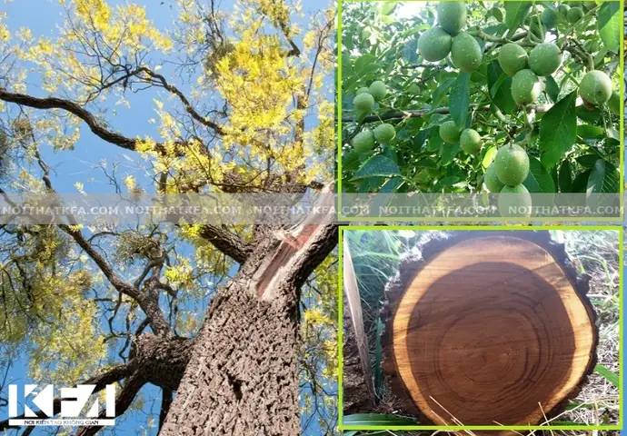 Cây Óc Chó Lấy Gỗ