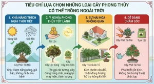 Cây Phong Thủy Trồng Ngoài Trời