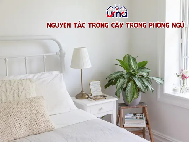 Cây Phong Thủy Trong Phòng Ngủ Cây Phong Thủy Trong Phòng Ngủ