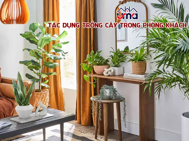 Cây Trồng Trong Phòng Khách Cây Trồng Trong Phòng Khách