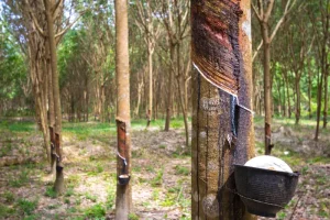 Gỗ Cao Su Thuộc Nhóm Mấy