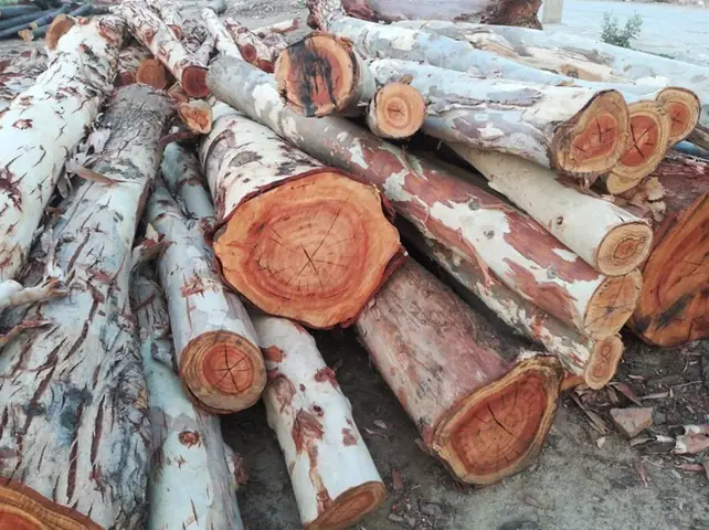 Gỗ Cây Bạch Đàn Có Tốt Không Gỗ Cây Bạch Đàn Có Tốt Không